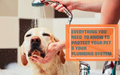 Everything You Need to Know to Protect Your Pet & Your Plumbing System 